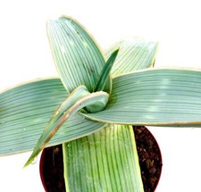 Semi aloe karasbergensis usato  Napoli