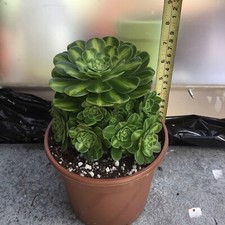 Aeonium maybach heads for sale  UK