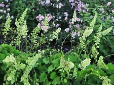 Semi heuchera villosa usato  Spedire a Italy