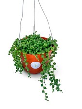 Large string pearls for sale  Castaic