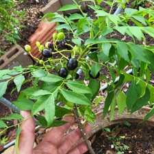 Curry leaf seeds for sale  San Antonio