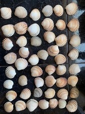 Large cockle shells for sale  FLEETWOOD