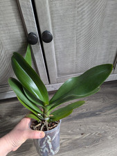 Large phalaenopsis orchid for sale  Fort Wayne