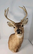 Excellent vintage whitetail for sale  Muskogee