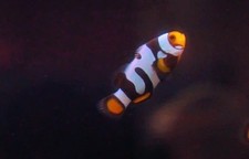 Picasso onyx clownfish for sale  Snellville