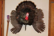 Turkey mount taxidermy for sale  Brandon