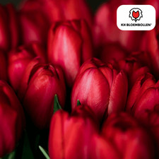 Tulpenzwiebeln ile france gebraucht kaufen  Düsseldorf