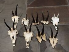 Job lot taxidermy for sale  BARNARD CASTLE