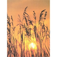 Silhouetted grass sunset for sale  Hinckley