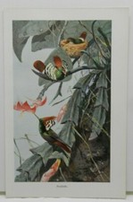 Prachtelfe lophornis magnificu gebraucht kaufen Prachtelfe lophornis magnificu gebraucht kaufen  Lauenburg/ Elbe