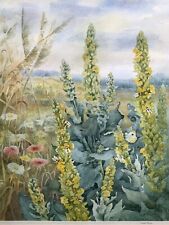 Common mullein barbara for sale  SHEPTON MALLET