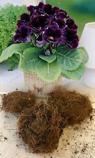 Gloxinia violacea blue for sale  ALFRETON