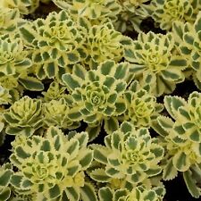 Sedum atlantis plug for sale  LONDON