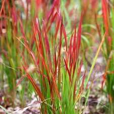 Imperata cylindrica 9cm for sale  GLASGOW