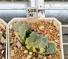 Haworthia truncata onawa usato  Porto Cesareo