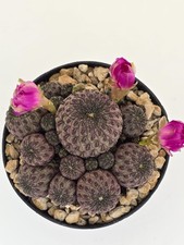 Sulcorebutia rauschii violacid usato  Siracusa