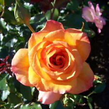 Strauchrose sahara goldgelb gebraucht kaufen  Deutschland