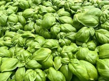 500 semi basilico usato  Vietri sul Mare