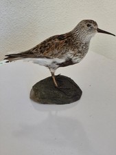 Collection oiseaux naturalisé d'occasion  Moulins