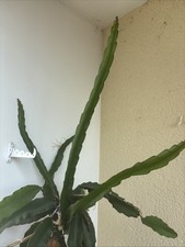 Pflanze hylocereus undatus gebraucht kaufen  Weilheim