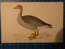 Grey lag goose gebraucht kaufen Grey lag goose gebraucht kaufen  Oldenburg (Oldenburg)