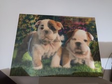 Quadretto cuccioli amstaff usato  Torino