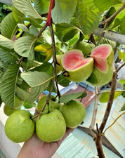 vietnamese guava tree for sale vietnamese guava tree for sale Plant City