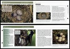 Egg dumping behaviour for sale  SLEAFORD