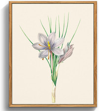 Quadri vintage botanico usato  Roma