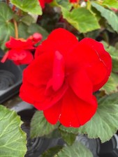 Six red double for sale Six red double for sale  CAMBRIDGE