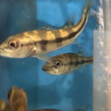 Wild azul peacock for sale  Manvel