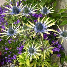 Eryngium neptunes gold for sale  GLASGOW