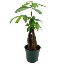 Money tree pachira for sale  Apopka