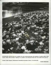 Usado, 1991 Press Photo Crocuses adicionam respingos de cor a gramados e jardins - mjb35642 comprar usado  Enviando para Brazil