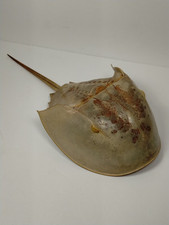 Horseshoe crab taxidermy for sale  Marshalltown