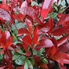 Photinia red robin usato  Maddaloni