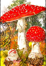 Natur flora pilz gebraucht kaufen  Unna