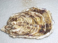 Magallana gigas woooooow usato  Quartu Sant Elena