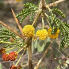Acacia arabica for sale  NORWICH