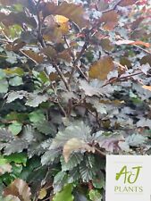 Fagus sylvatica atropurpurea for sale  HEREFORD