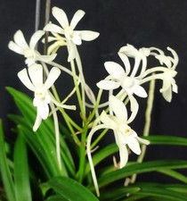 Neofinetia falcata formato usato  Spedire a Italy