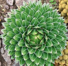Agave victoriae reginae for sale  Miami