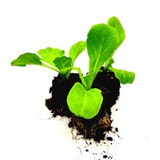 Endivien salat jungpflanzen gebraucht kaufen  Straelen