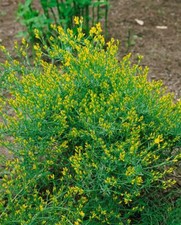 Genista anglica englischer gebraucht kaufen  Westerstede