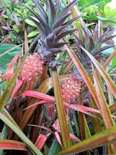 Mini decorative pineapple for sale  Fort Lauderdale