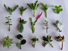 Assorted succulent cutting for sale  Hercules