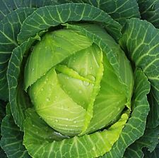 Copenhagen cabbage seeds for sale  Minneapolis