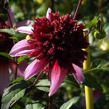 dahlien gebraucht kaufen dahlien gebraucht kaufen Erfurt