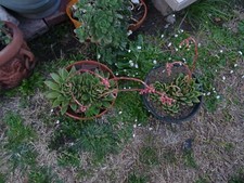 Belles grosses succulentes d'occasion  Saint-Cyprien