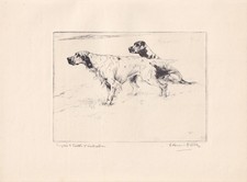 1930 labrador english for sale  BIDEFORD